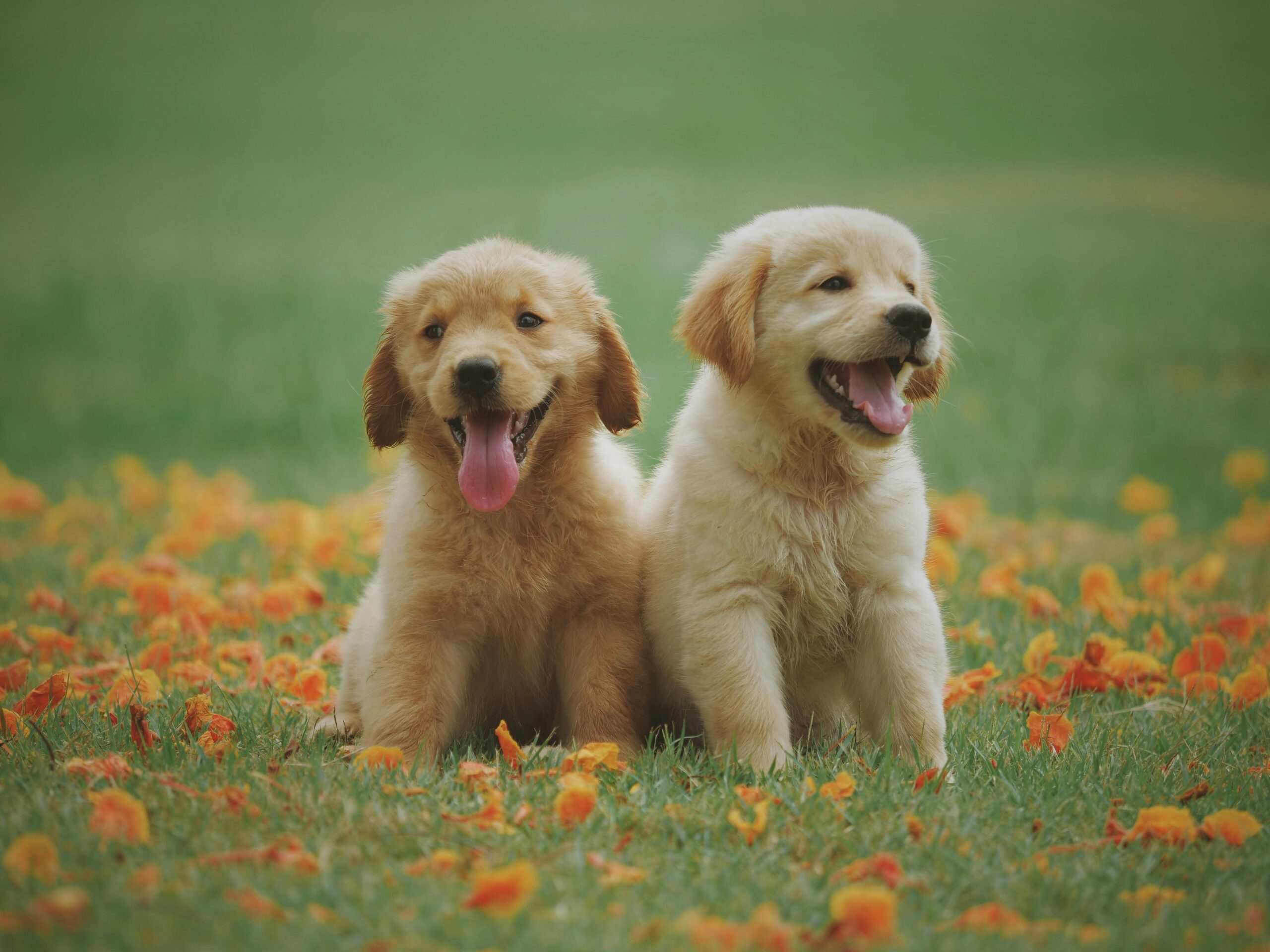 #9 Adopter un animal en France : ce qu’on ne vous dit pas !